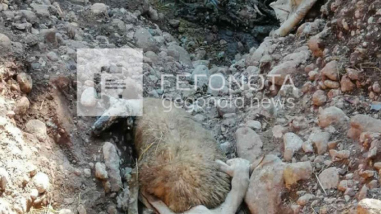 Αδιανόητη πράξη στον Αλμυρό Βόλου:  Πέταξαν πρόβατα με ευλογιά κοντά σε χείμαρρο