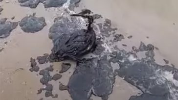 Τεράστια οικολογική καταστροφή στη Μαύρη Θάλασσα μετά τη βύθιση δύο τάνκερ