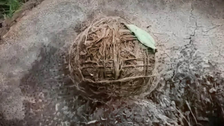 Ινδία: Οι μπάλες-βόμβες που σκοτώνουν και ακρωτηριάζουν παιδιά