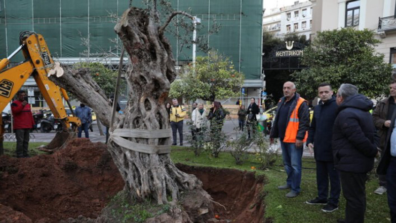 Μια υπεραιωνόβια ελιά από τον δήμο Αθηναίων στην Παλαιά Βουλή