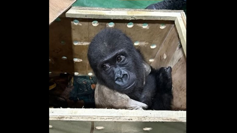 Tουρκία: Oι Αρχές εντόπισαν ένα γοριλάκι που επιτήδειοι επιχείρησαν να μεταφέρουν παράνομα