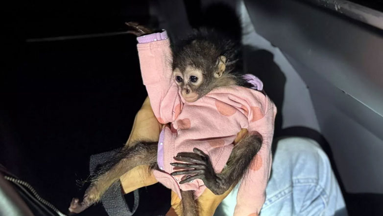 Οδηγός Rolls Royce οδηγούσε μεθυσμένος, έχοντας μία μικρή μαϊμού για συνοδηγό