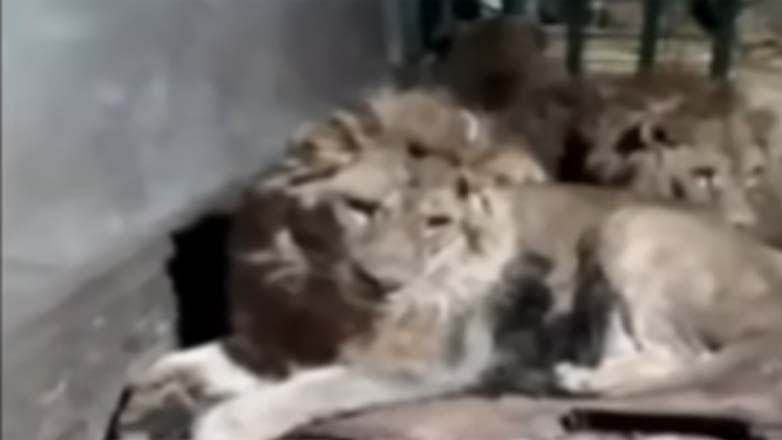 Τον έφαγαν τα λιοντάρια επειδή ήθελε να εντυπωσιάσει την κοπέλα του – Δείτε βίντεο