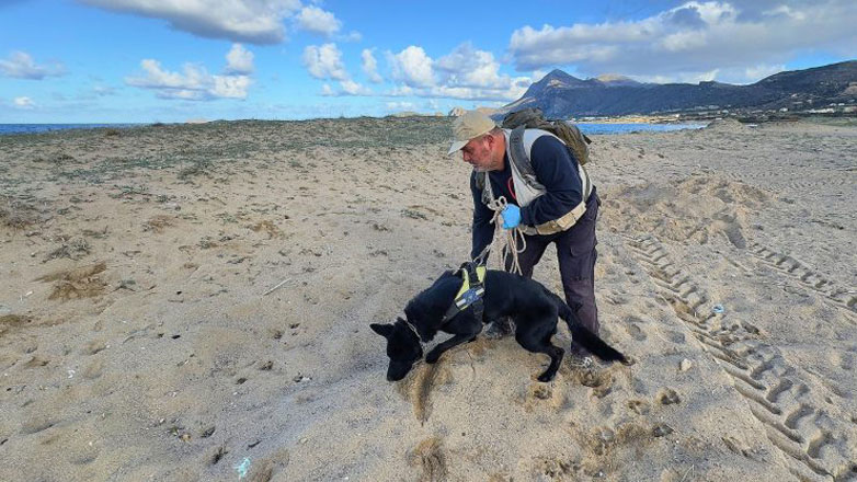 Έγκλημα στα Φαλάσαρνα – Έριξαν φόλες στην παραλία σκοτώνοντας τέσσερα σκυλιά