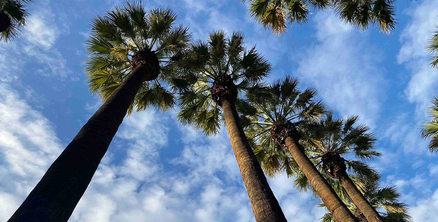 Οι φοίνικες στον Εθνικό Κήπο
