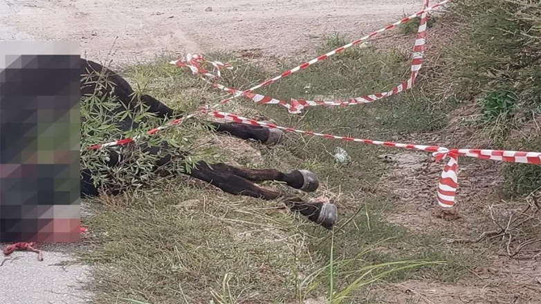 Μυτιλήνη: Έχασε τη μάχη για τη ζωή ο 19χρονος, θύμα τροχαίου με άλογα