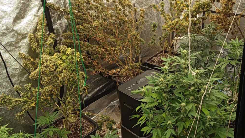 Ο τσακωμός από το διαμέρισμα αποκάλυψε εργαστήριο υδροπονικής κάνναβης
