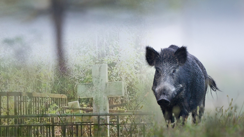 Αγριογούρουνα ξεθάβουν νεκρούς