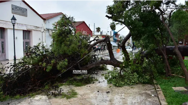 Έπεσε δέντρο στο κέντρο του Ναυπλίου