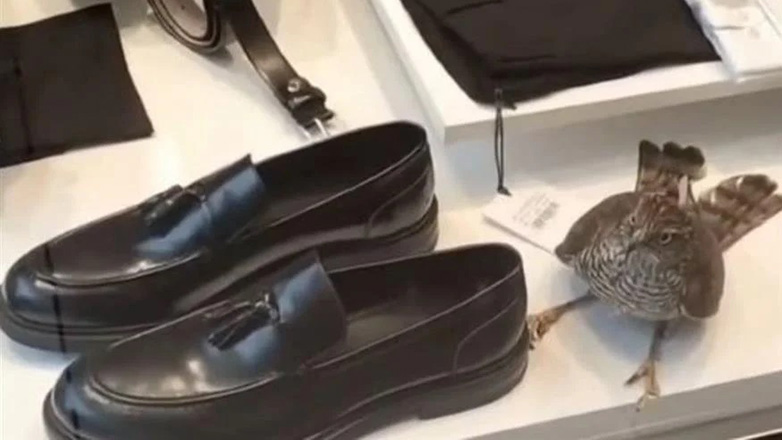 Γεράκι εγκλωβίστηκε σε βιτρίνα καταστήματος στη Θεσσαλονίκη