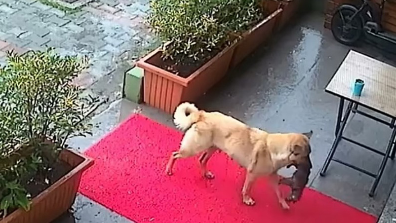 Συγκινητικό βίντεο με σκυλίτσα να κουβαλάει το ετοιμοθάνατο μωρό της στον κτηνίατρο