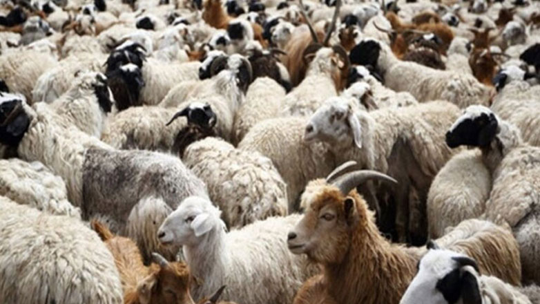 Ηράκλειο: Απαγόρευση μετακίνησης αιγοπροβάτων προς σφαγή, λόγω κρούσματος ευλογιάς