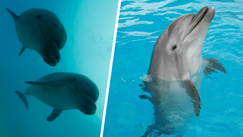 Αττικό Ζωολογικό Πάρκο: «Τα δελφίνια δεν πωλούνται ούτε αγοράζονται»