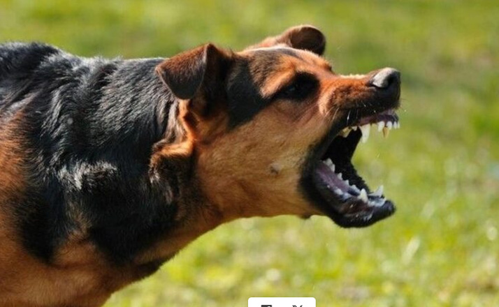 Αγρίνιο: Αδέσποτα δάγκωσαν επιβάτη στο σταθμό του ΚΤΕΛ Αγρίνιο: Αδέσποτα δάγκωσαν επιβάτη στο σταθμό του ΚΤΕΛ