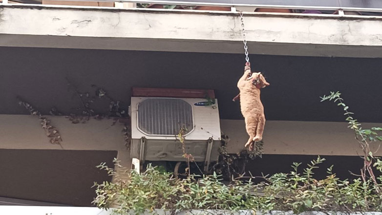 Περαστικοί έσωσαν γάτο που κρεμόταν από μπαλκόνι πολυκατοικίας στο Αγρίνιο