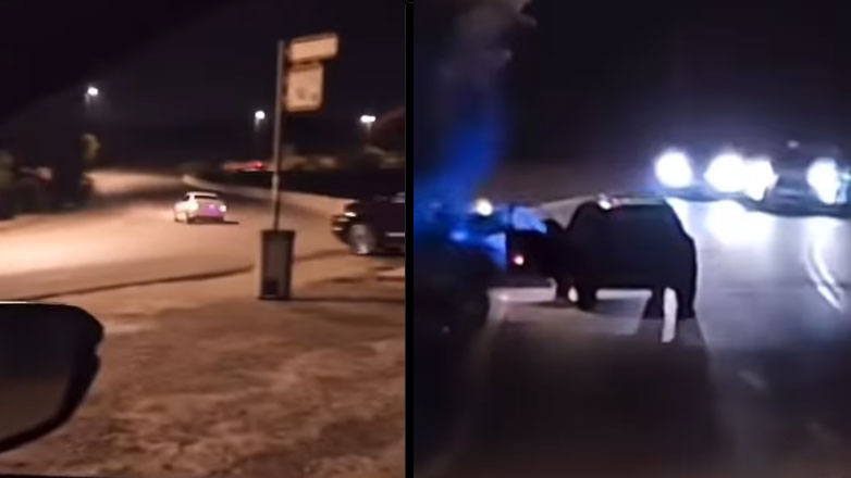 Έτσι σκοτώνονται στα λιμανάκια (Βίντεο)