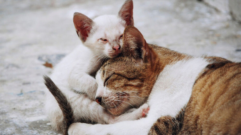 Μύθοι και αλήθειες για τις αδέσποτες γάτες