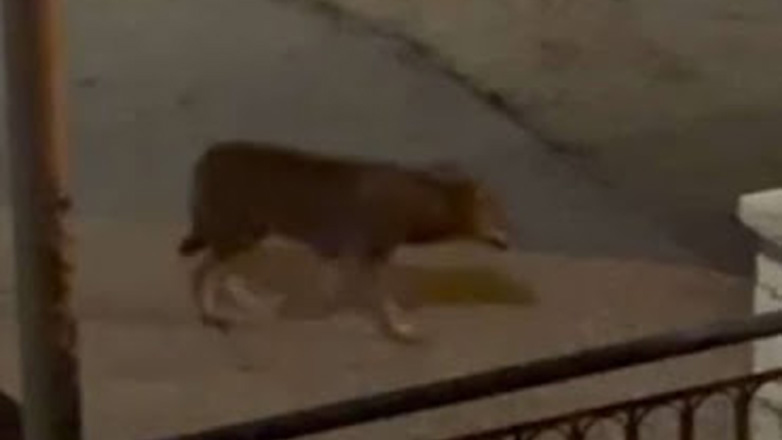 Ιωάννινα: Λύκος έκανε… νυχτερινή βόλτα στις Λιγκιάδες