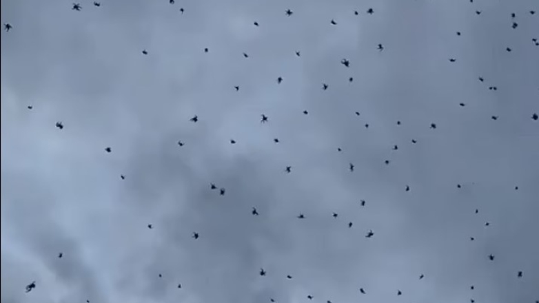 «Έβρεξε» αράχνες: Τι λένε οι βιολόγοι για το παράξενο φαινόμενο