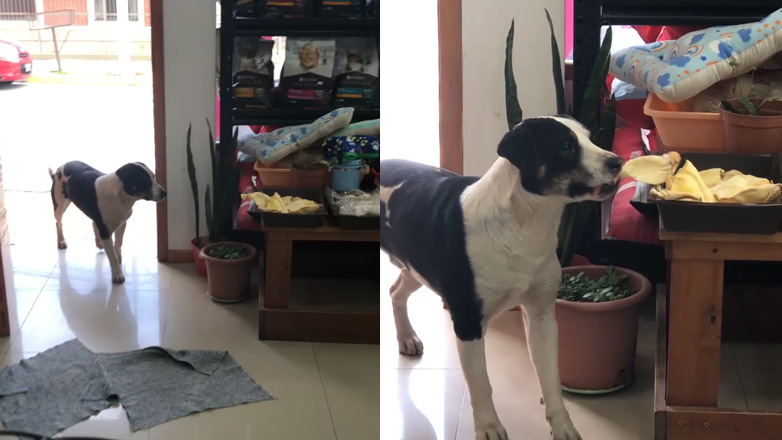 Ευτυχισμένος σκύλος κλέφτης