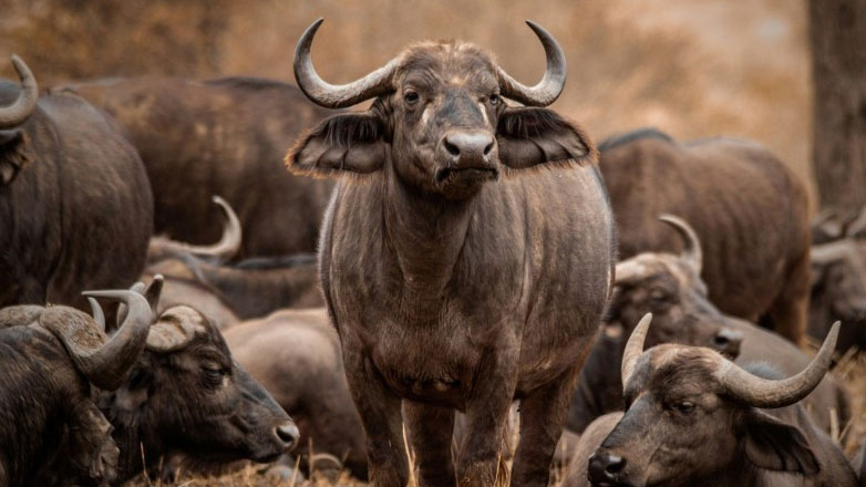 Σε δυναμική τροχιά η βουβαλοτροφία στην Ελλάδα