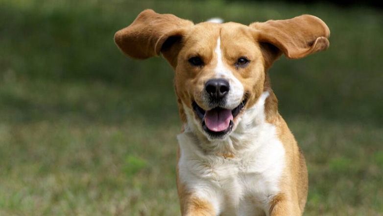 10 μύθοι και αλήθειες για τους σκύλους