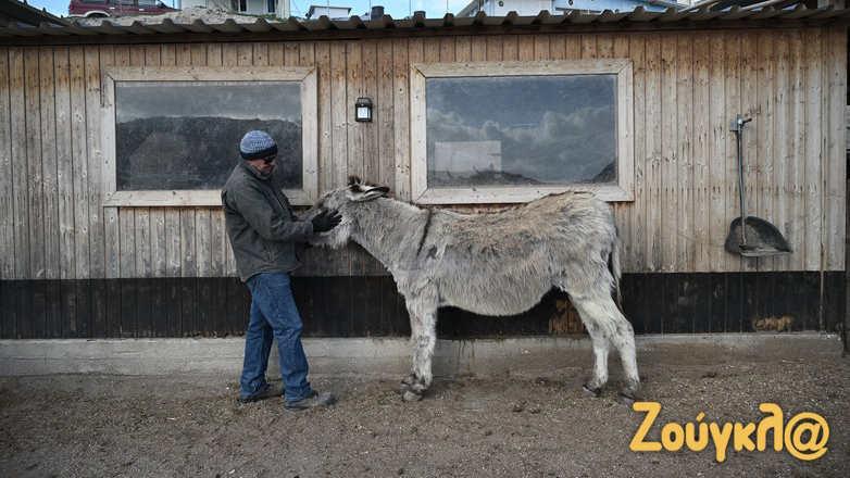 Σαντορίνη: Έμειναν πίσω για να φροντίζουν τα αδέσποτα – Συνέντευξη των εθελοντών στη «Ζούγκλα»