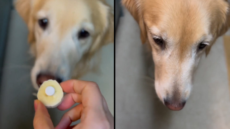 Βάζει το φάρμακο σε ένα κομμάτι μπανάνας για να ξεγελάσει τον σκύλο του