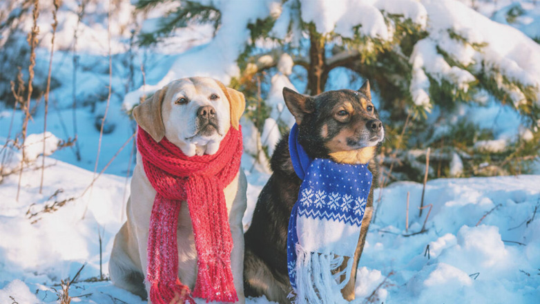 Πέντε τρόποι για να προστατεύσετε τον σκύλο σας από το κρύο