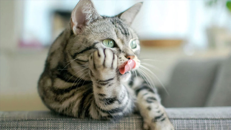 Τι σκέφτονται περισσότερο οι γάτες;