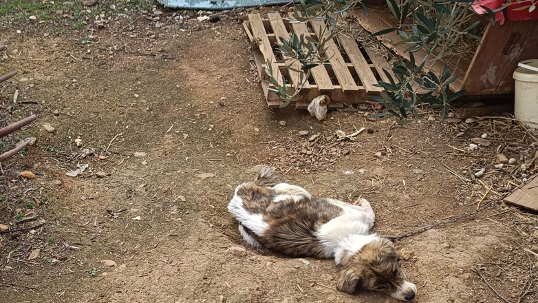 Χαλκιδική: Συνελήφθη 40χρονος μετά από καταγγελία για κακοποίηση ζώων