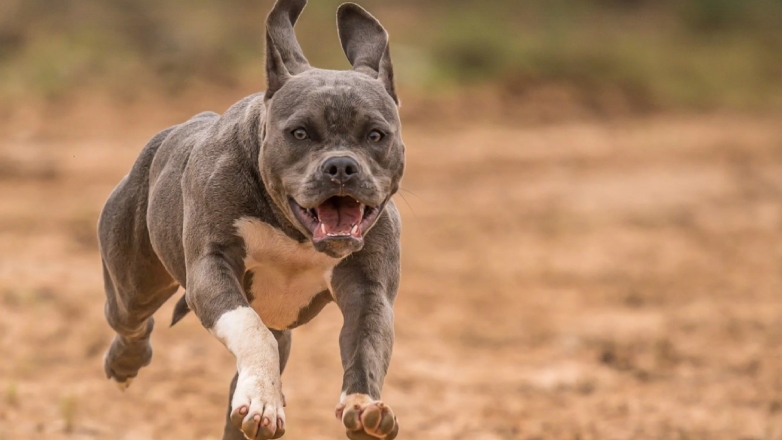 Φρίκη στην Ιταλία: Μωρό 9 μηνών σκοτώθηκε από επίθεση πιτ μπουλ