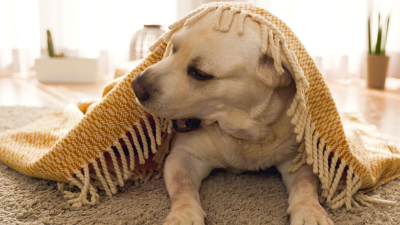 Διασφαλίστε υγιές δέρμα και υγιές τρίχωμα στον σκύλο σας