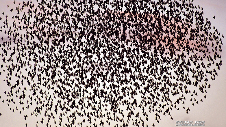 Βίντεο με εκατοντάδες ψαρόνια που πετούν συγχρονισμένα στον ουρανό του Ναυπλίου