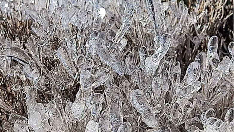 Ρόδος: Πάγωσαν τα λουλούδια στον Αρχάγγελο από το ψύχος