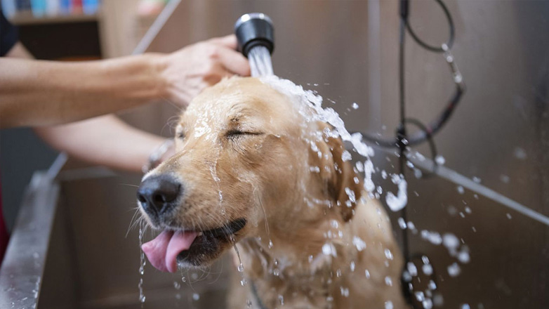 Χρήσιμα tips για να κάνετε μπάνιο τον σκύλο σας χωρίς κόπο
