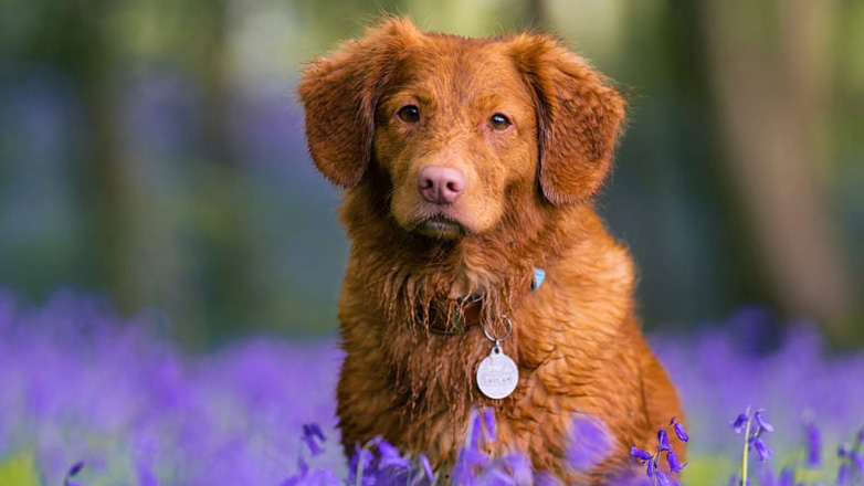 Έρευνα: Γιατί το να μιλάς στον σκύλο σου είναι ό,τι καλύτερο;