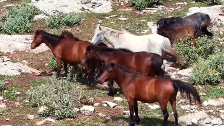 Η «περιπέτεια» των άγριων αλόγων της Αττικής