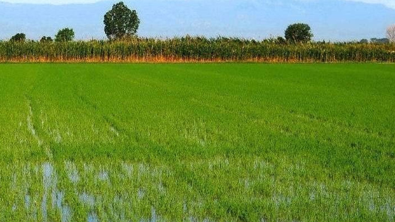 Τρίτη ευρωπαϊκή «δύναμη» η Ελλάδα στη ρυζοκαλλιέργεια