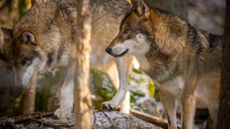 Λαμία: Οι λύκοι έφτασαν έξω από την  πόλη