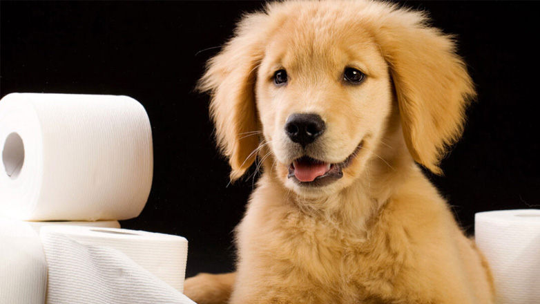 Εκπαίδευση κουταβιού στην τουαλέτα