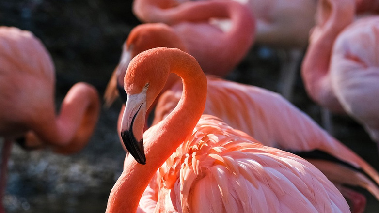 Γαλλία: Με πρόστιμο απειλείται εταιρεία κινηματογραφικών παραγωγών επειδή κατέστρεψε τις φωλιές και τα αυγά ροζ φλαμίνγκο