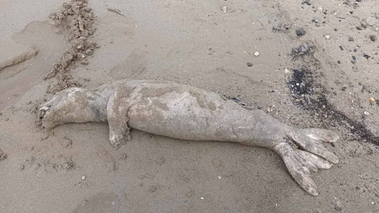 Νεκρή φώκια εντοπίστηκε στην Κίσσαμο