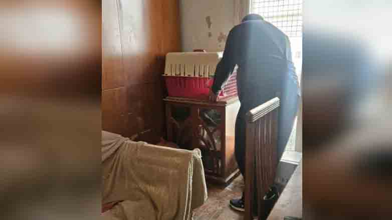 Συνελήφθη για ανθρωποκτονία γυναίκα που ζούσε με τη σορό της νεκρής μητέρας της και δεκάδες γάτες