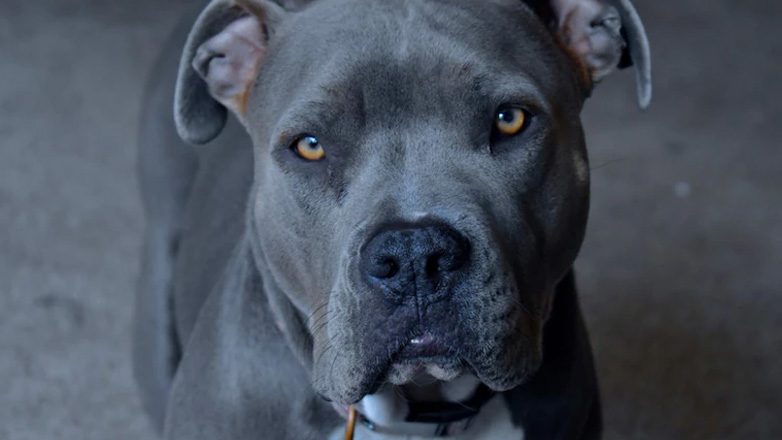 ΗΠΑ: Πίτμπουλ πυροβόλησε και τραυμάτισε το αφεντικό του