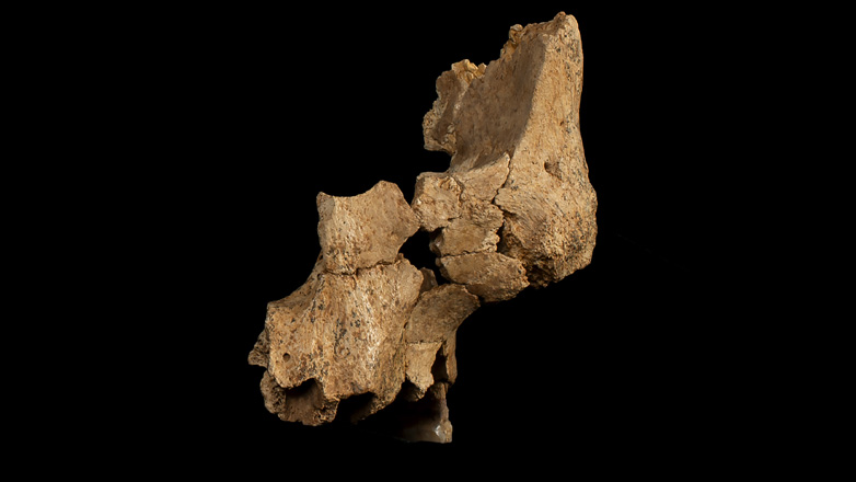 Ανακαλύφθηκαν τα παλαιότερα γνωστά οστά ανθρώπινου προσώπου στη δυτική Ευρώπη