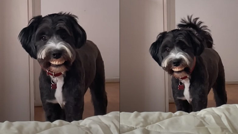 Ο σκύλος βρήκε την μασέλα της γιαγιάς