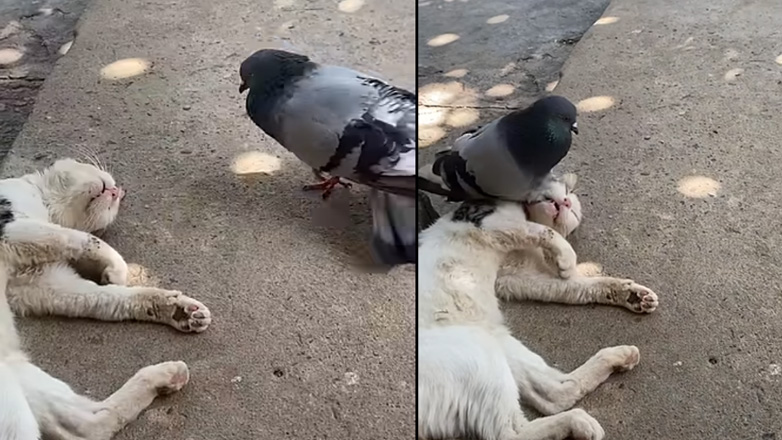 Περιστέρι ξυπνά μια γάτα