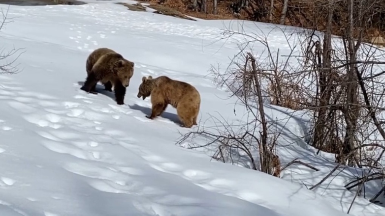 «Ξύπνησαν» οι αρκούδες στο Νυμφαίο από την χειμερία νάρκη