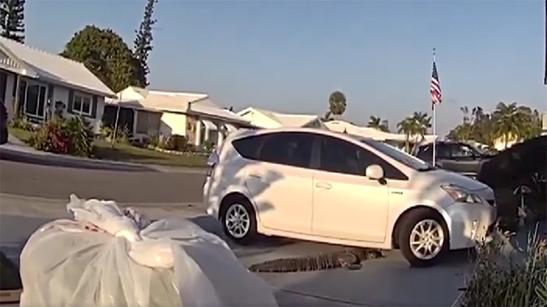 ΗΠΑ: Ντελιβεράς σκόνταψε σε… αλιγάτορα 2,5 μέτρων – Δείτε βίντεο